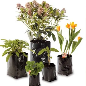 prettywildseeds2944899