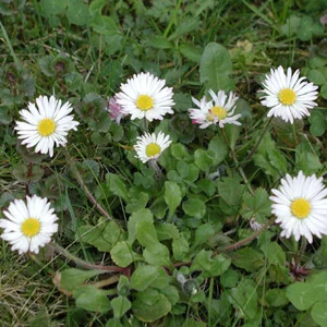prettywildseeds2944913