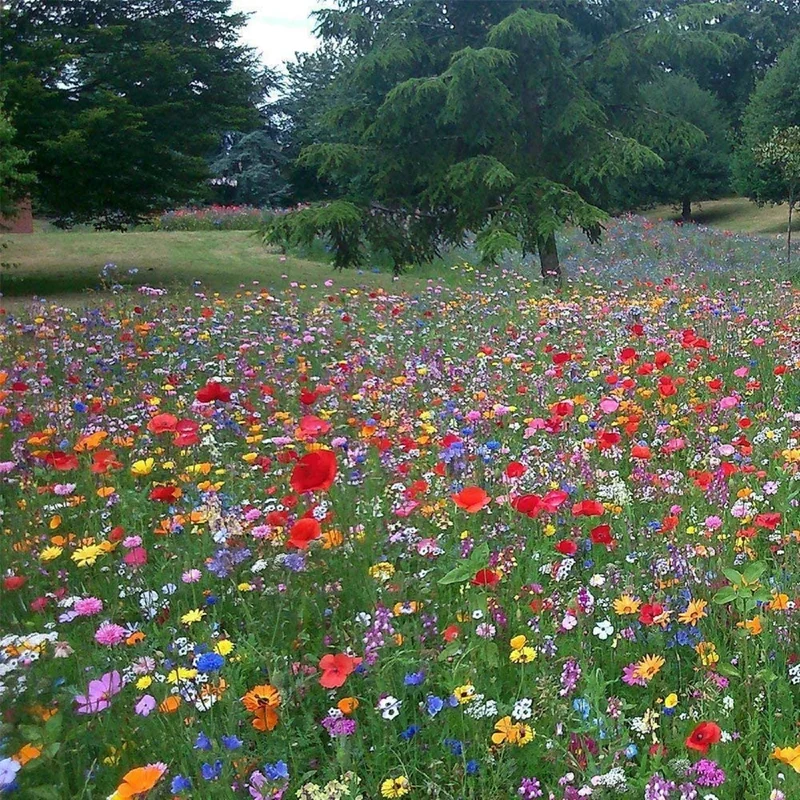 prettywildseeds2944975