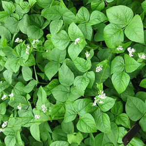 prettywildseeds2944993