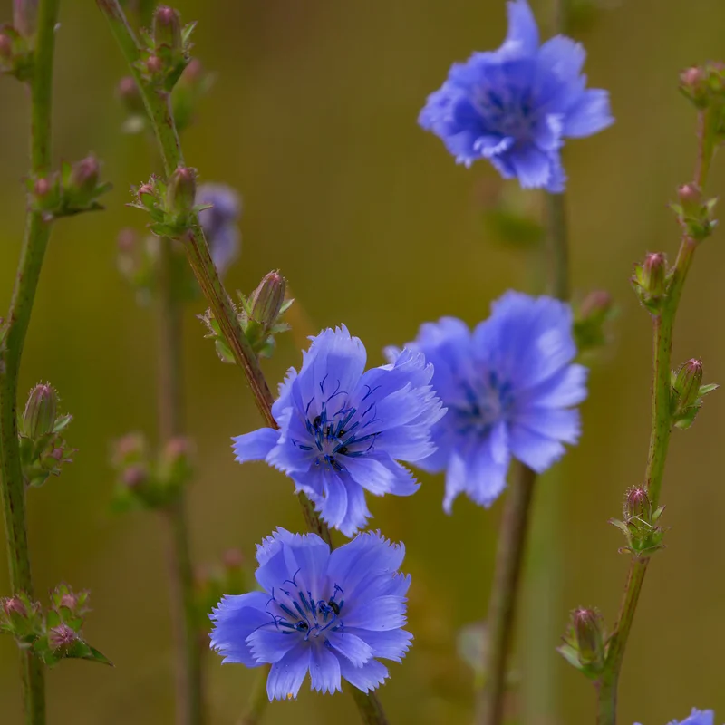 prettywildseeds2945018
