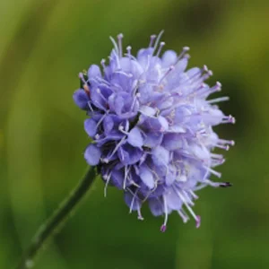 prettywildseeds2945032