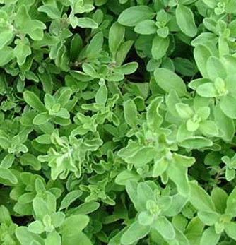 prettywildseeds2945133