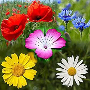 prettywildseeds2945189