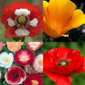 prettywildseeds2945361