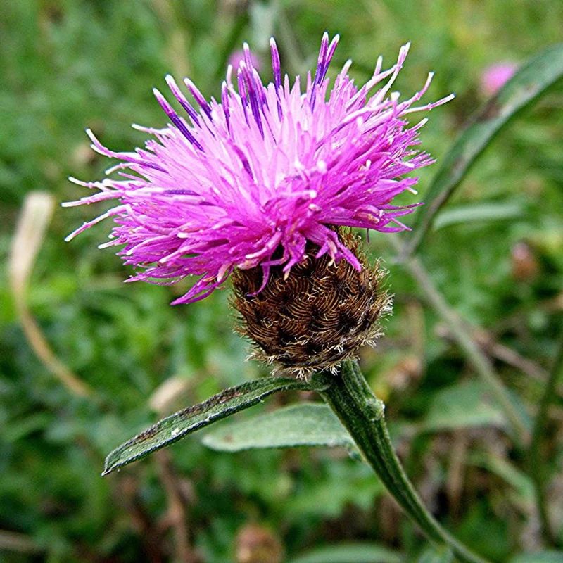 prettywildseeds2945421