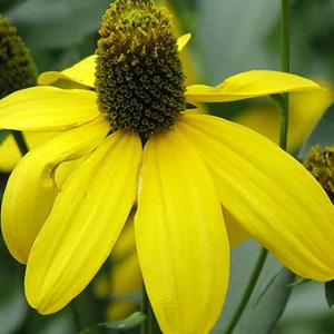 prettywildseeds2945504