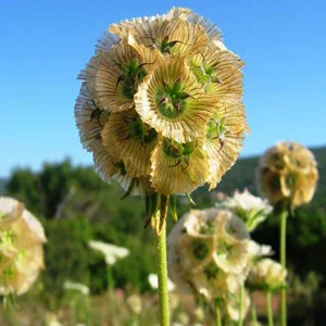 prettywildseeds2945522