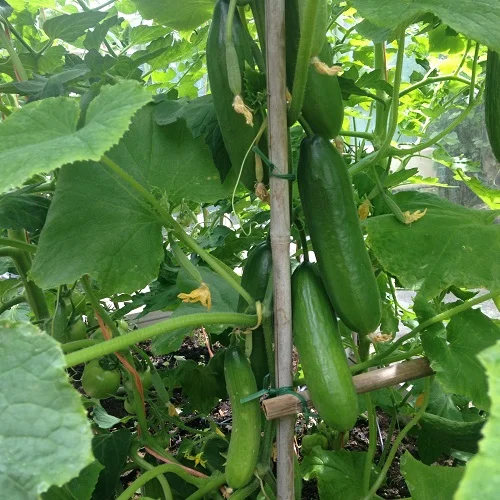 prettywildseeds2945587