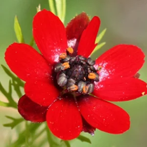 prettywildseeds2945648