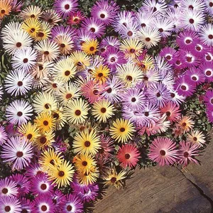 prettywildseeds2945881