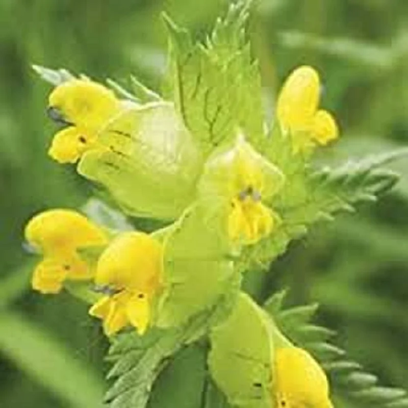 prettywildseeds2946689