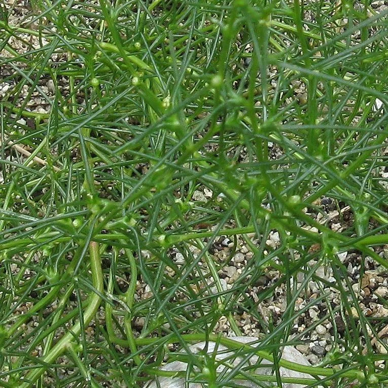 prettywildseeds2947450