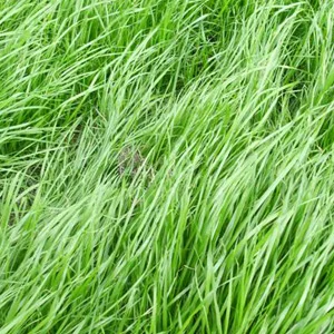 prettywildseeds2947629