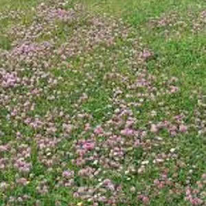 prettywildseeds2948050