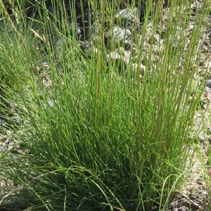 prettywildseeds2948465