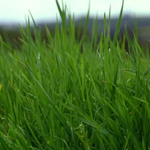 prettywildseeds2948846