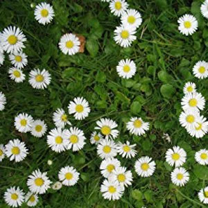 prettywildseeds2949010