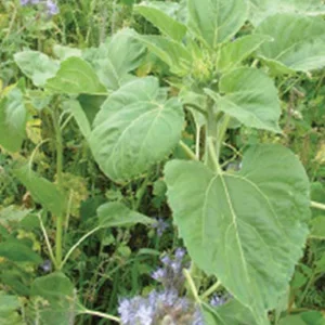 prettywildseeds2951753