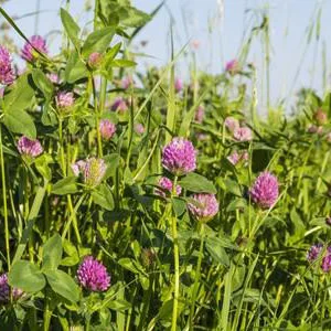 prettywildseeds2954278