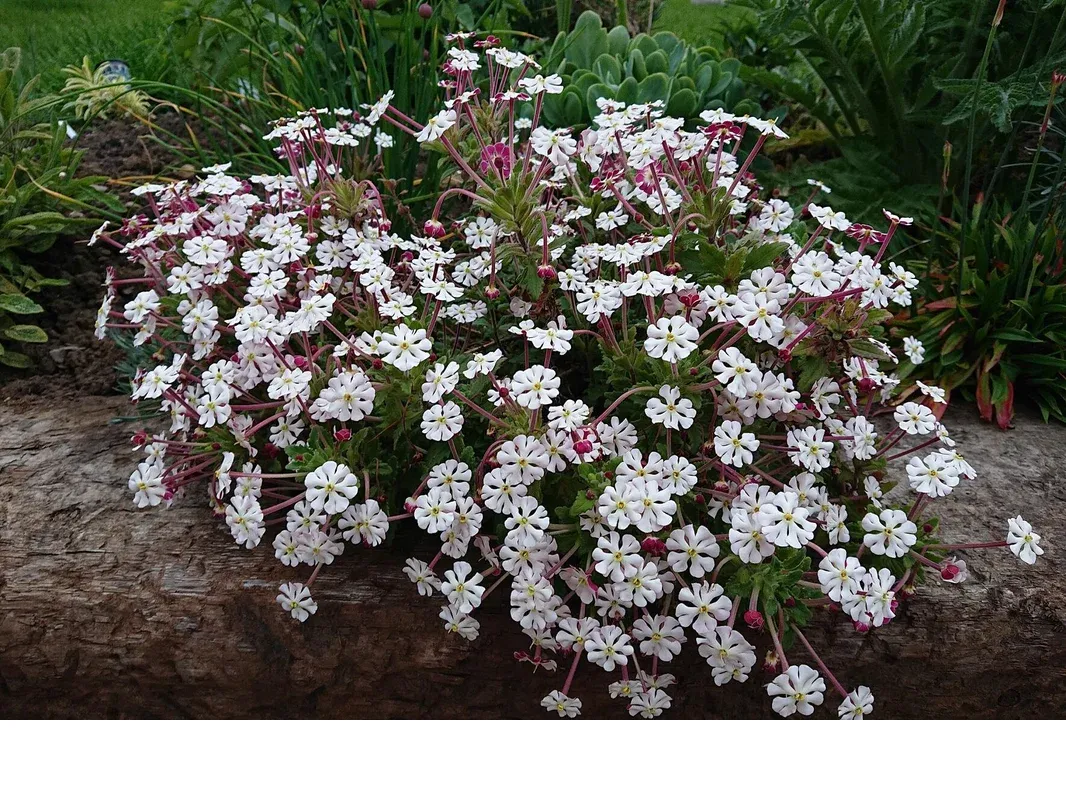 shireplants4389297