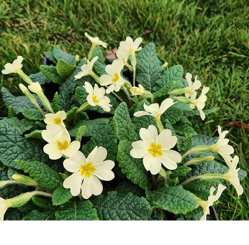 shireplants4389311