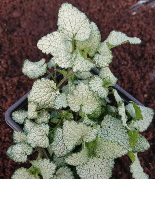 shireplants4389396
