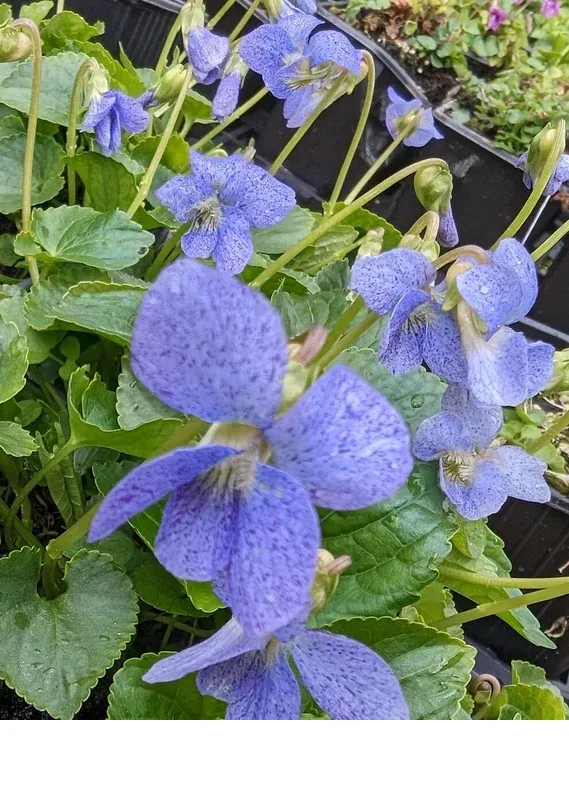 shireplants4389492