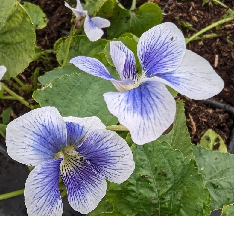 shireplants4389559