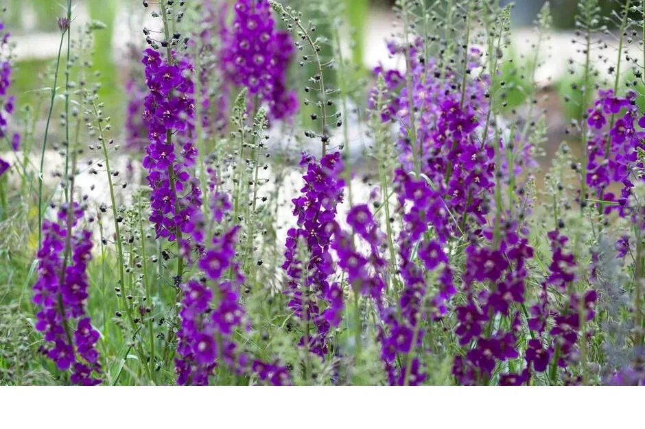 shireplants4389773