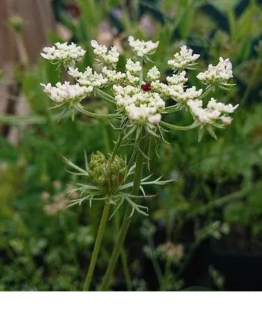 shireplants4389787