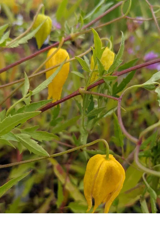 shireplants4389802