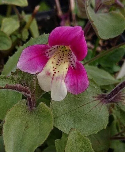 shireplants4389821