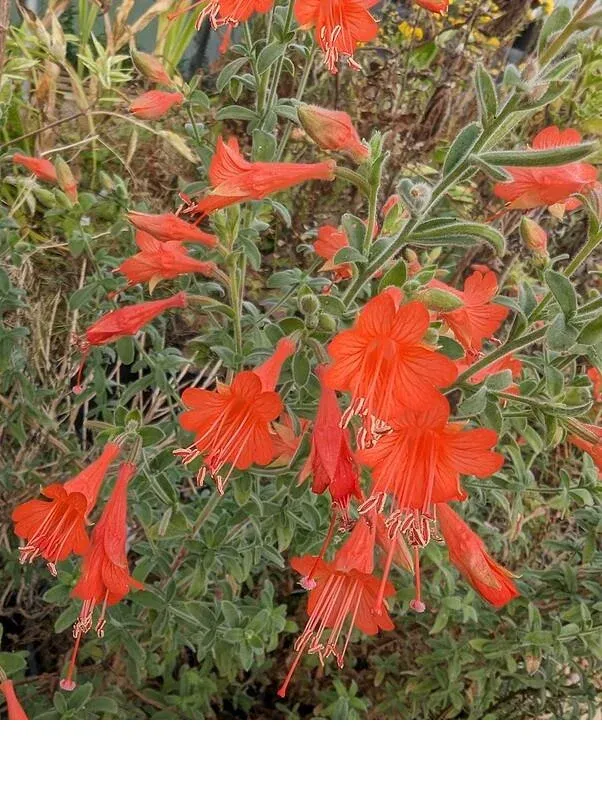 shireplants4390008