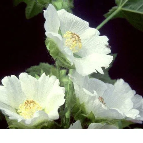 shireplants4390080