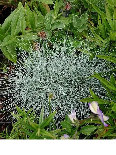 shireplants4390153