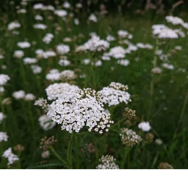 shireplants4390167