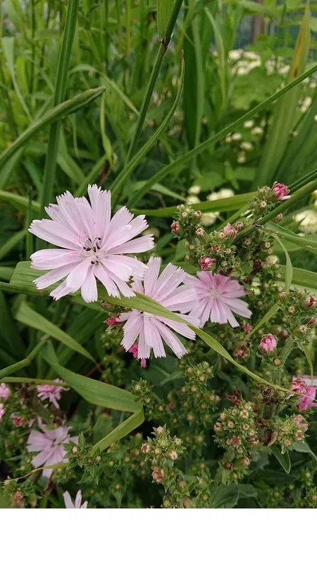 shireplants4390235