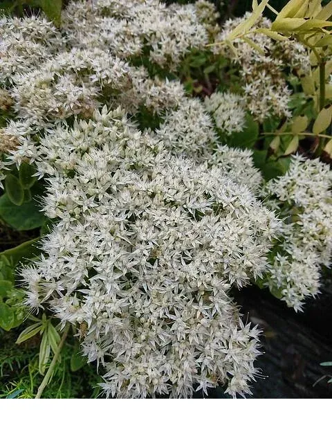 shireplants4390271