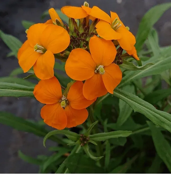 shireplants4390542