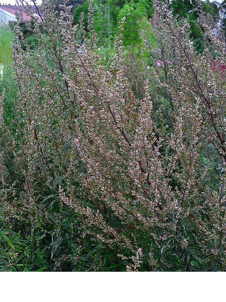shireplants4390577
