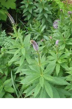 shireplants4390778