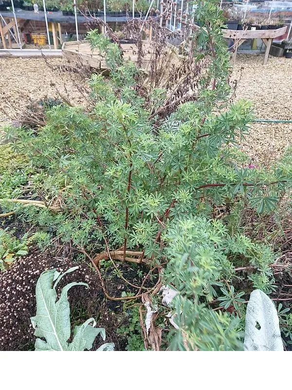 shireplants4390793