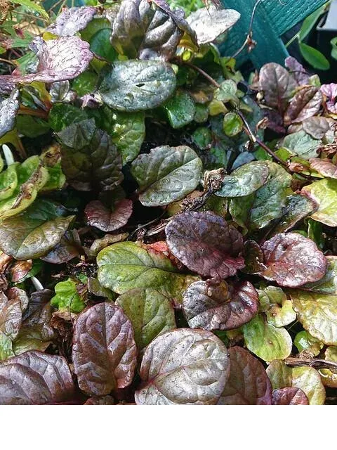 shireplants4390809