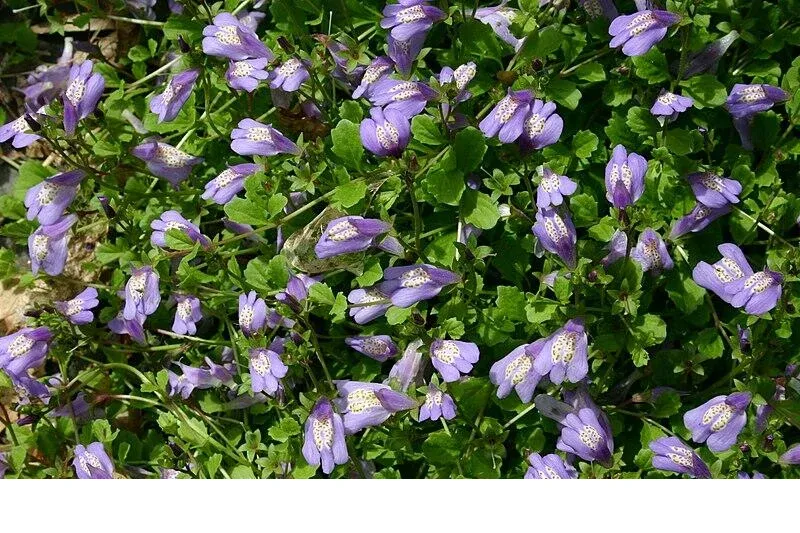 shireplants4390815