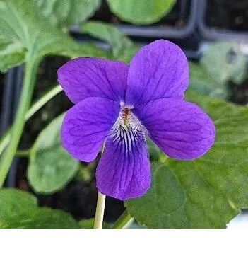 shireplants4390876
