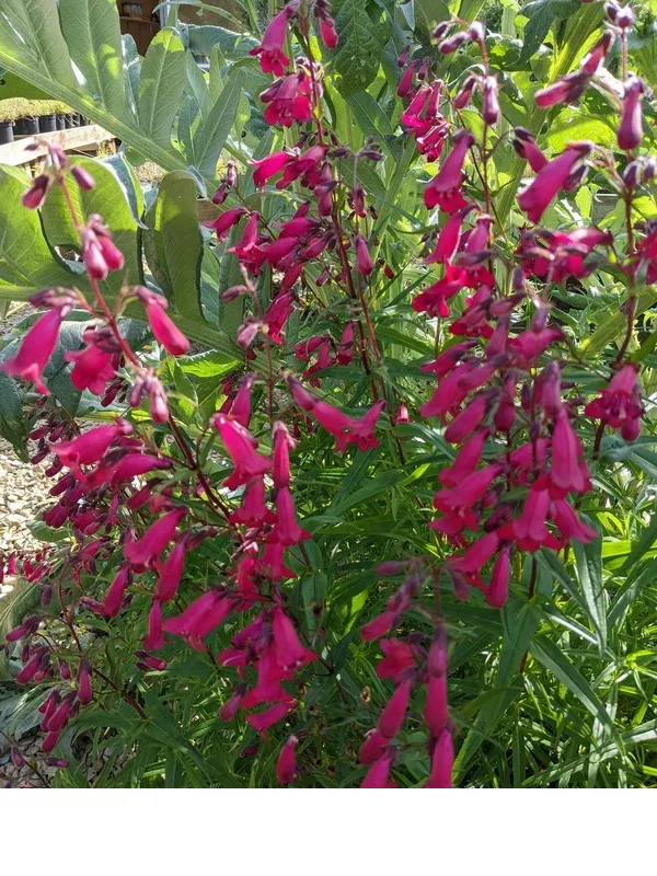 shireplants4391022