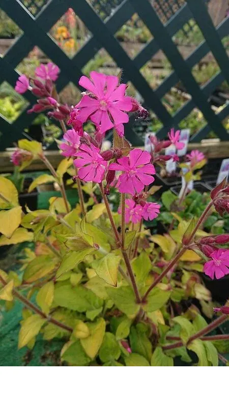 shireplants4391101