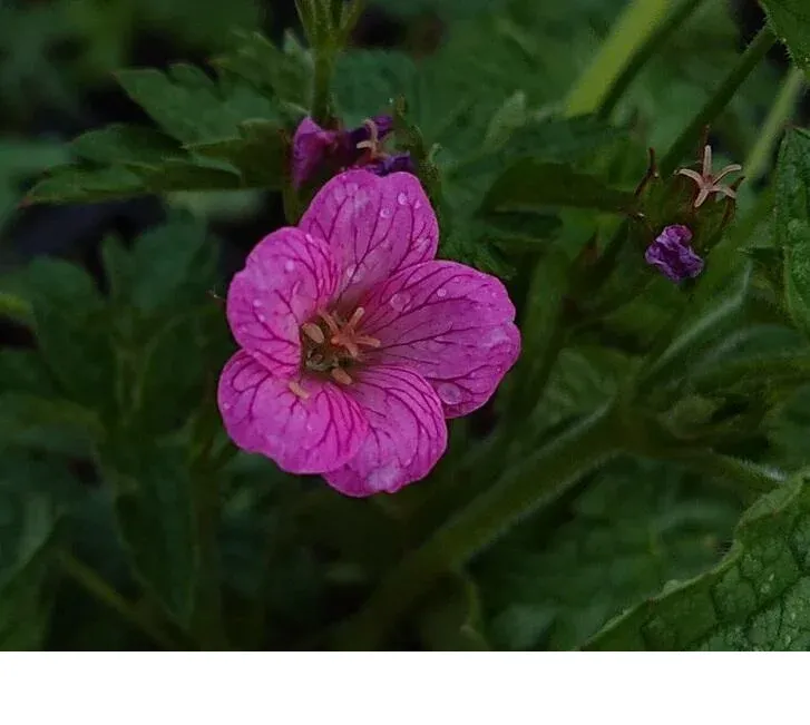 shireplants4391211