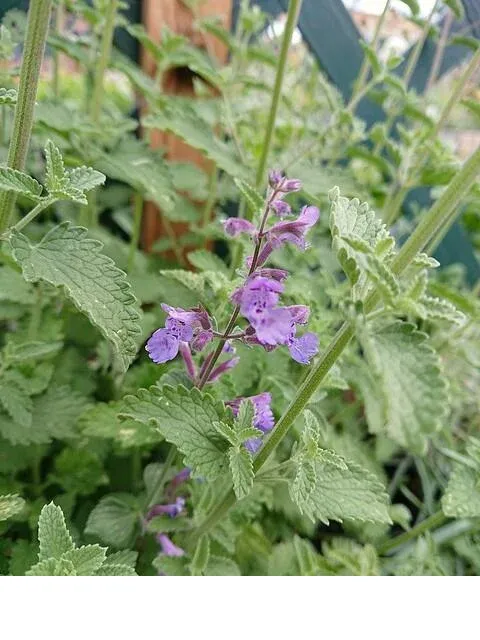 shireplants4391324